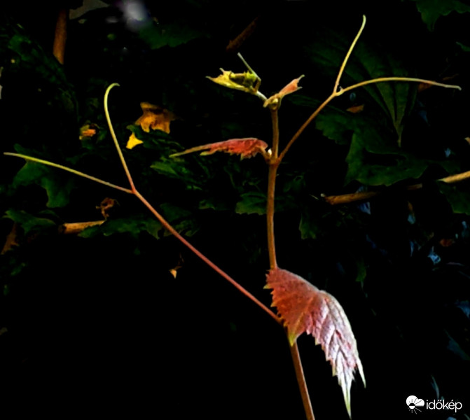 Önfeledten táncolók