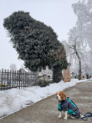 Szemtől szemben az Egérkirállyal
