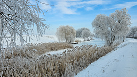 Zúzmarás nádas a Tarna-parton