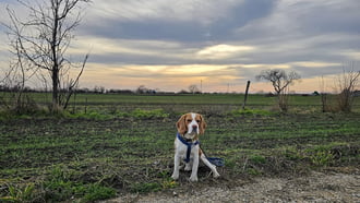 Búcsú az őzektől és a naptól