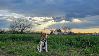 Tanyasi őrszolgálat