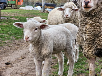 Sztárok és Guard-ok