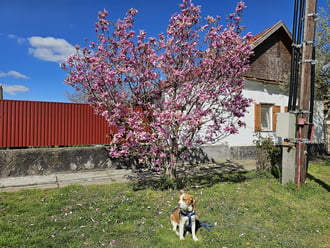 Aki a magnóliát szereti rossz kutya nem lehet...