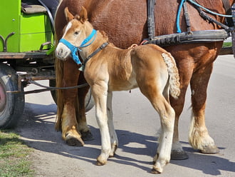 Új gyakornok a fogatban