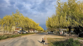 Gyerünk Maci, mert ránk szakad az ég!