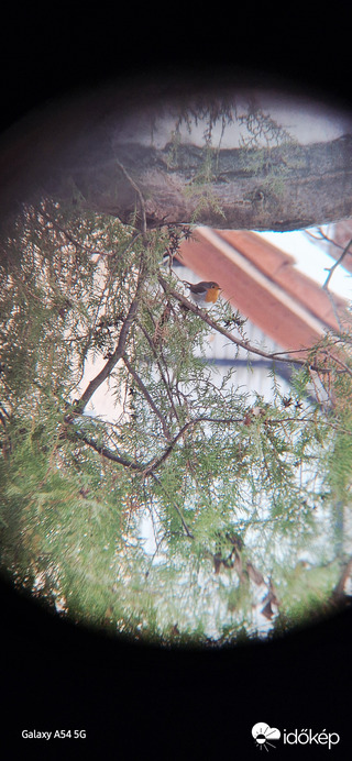 Kertem madarai 