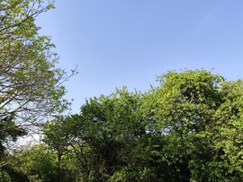 Tiszatardos