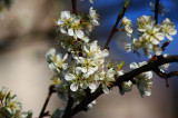 Szilvafa virág