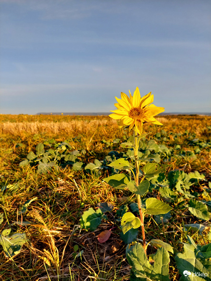 Napraforgó...