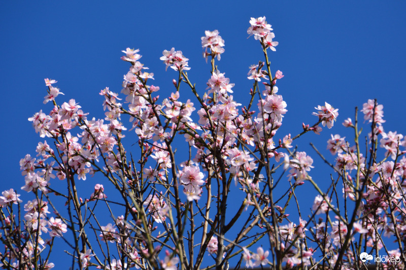 Virágzik a mandulafa