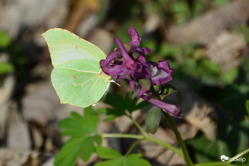 Citomlepke keltikén