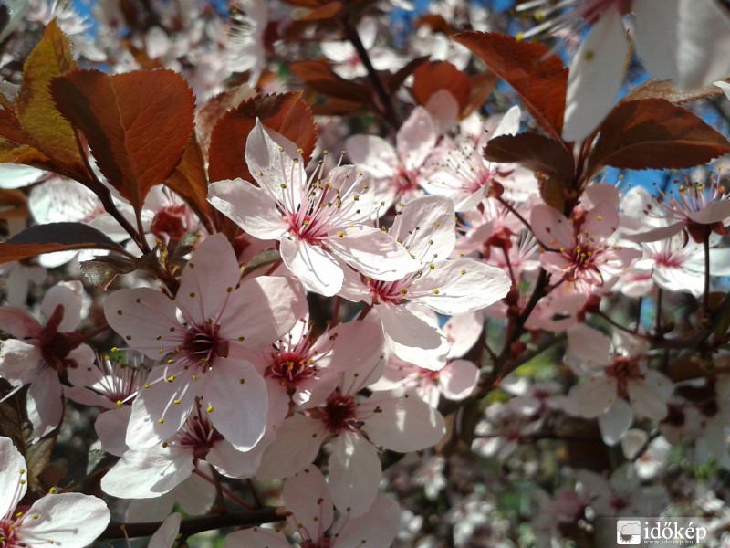 Vérszilva - Prunus cerasifera 'Woodii'