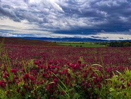 Budapest XVI.ker - Mátyásföld