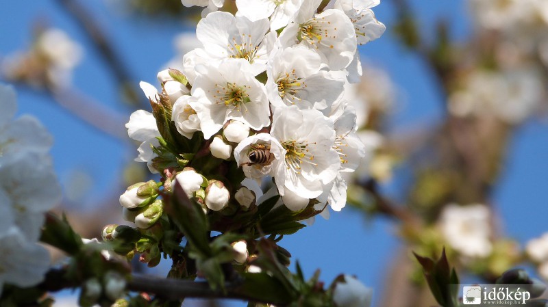 Cseresznye virágzás