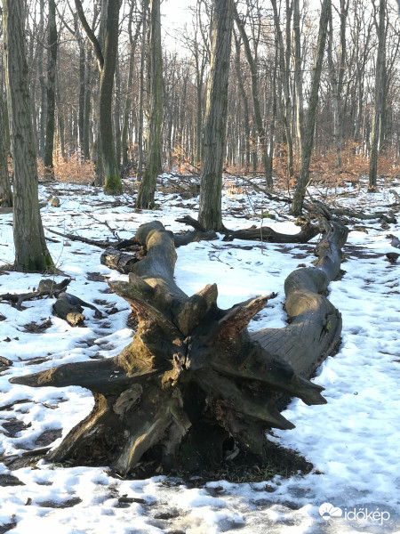 Óriás csillagánizs