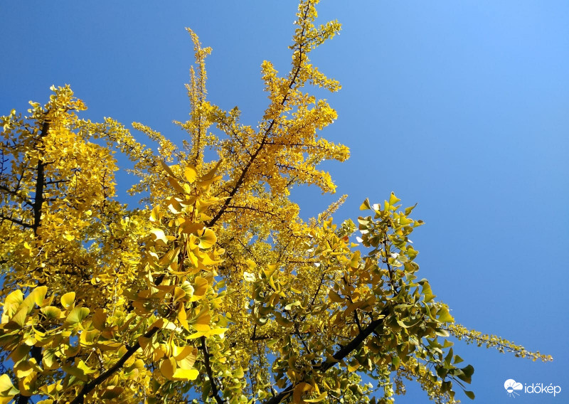 Ginkgo alulnézetből