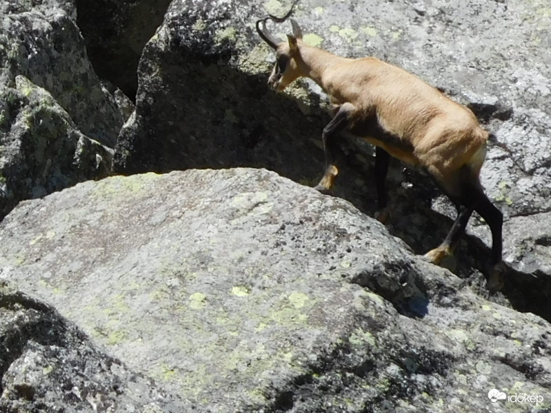 Zergeles az Alpokban