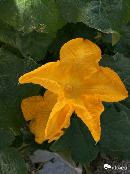 "Tök" szép virág