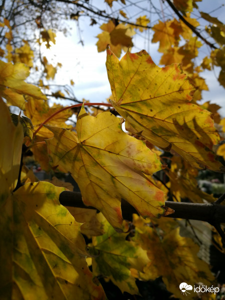 Napfényes délelőtt