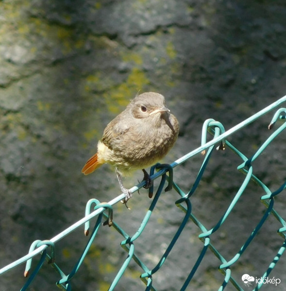 Szárnypróbálgatás