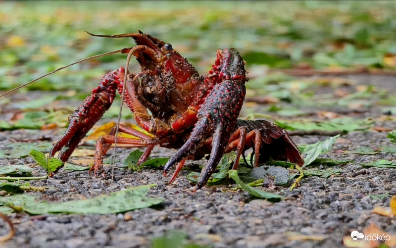 Rák a kerékpárúton 