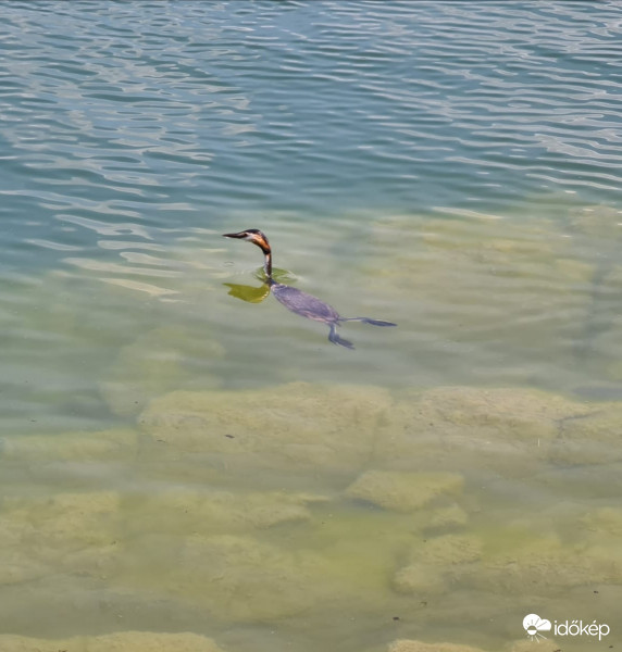 Vöcsök fenn és lenn 