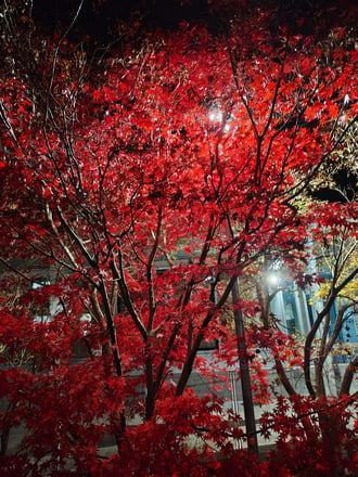 Esti megvilágítás 