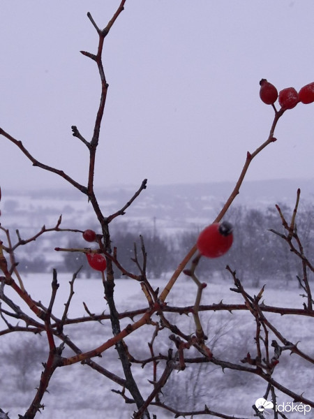 Észlelési fényképek
