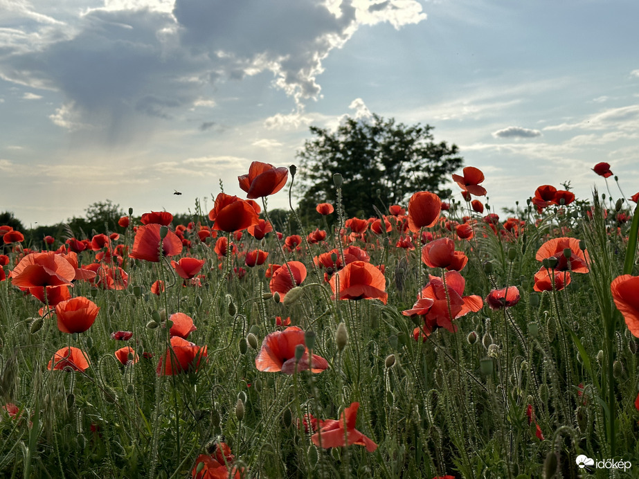 Észlelési fényképek