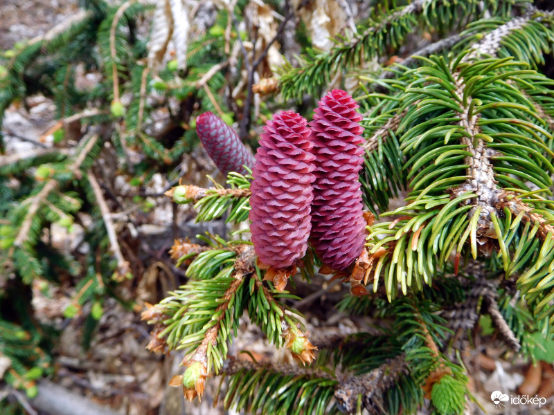 Fenyő tobozvirágzat