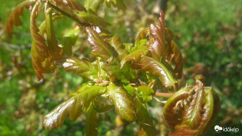 Reggeli egy kocsányos tölgyfán