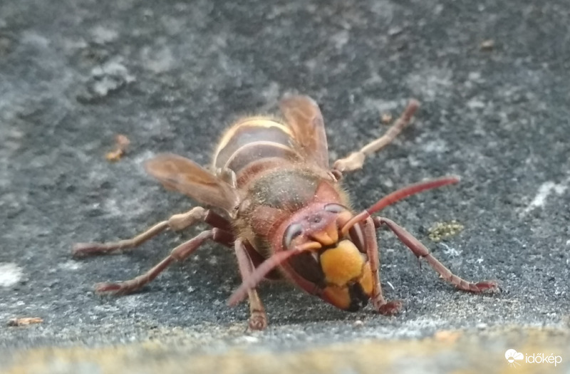 Vespa crabro