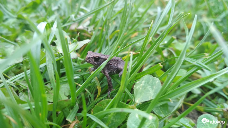 Lenyírhatnád már a füvet, 