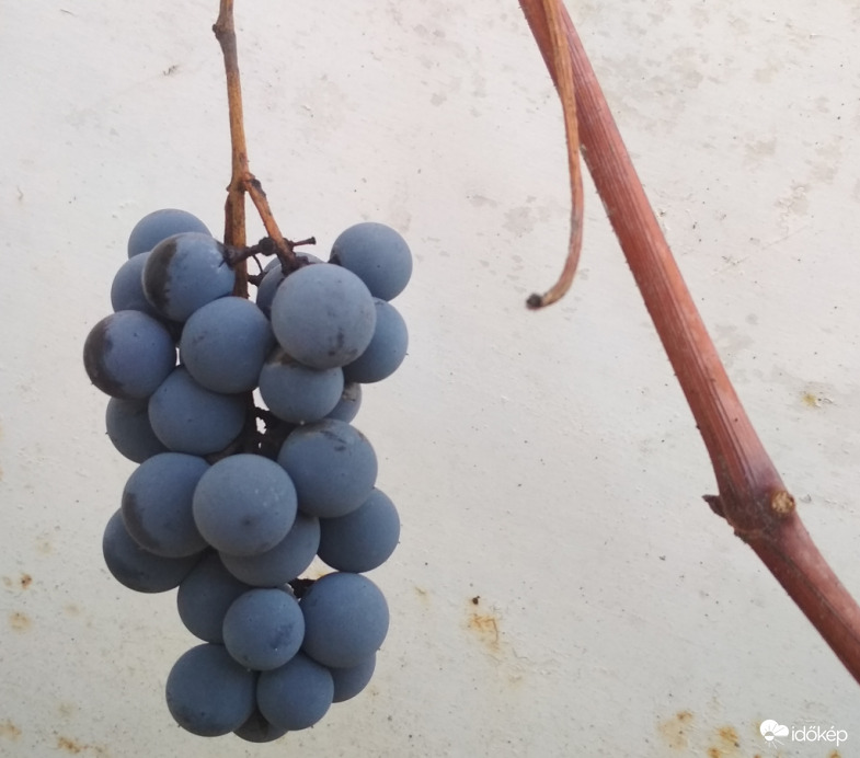 jégszőlőt tessék