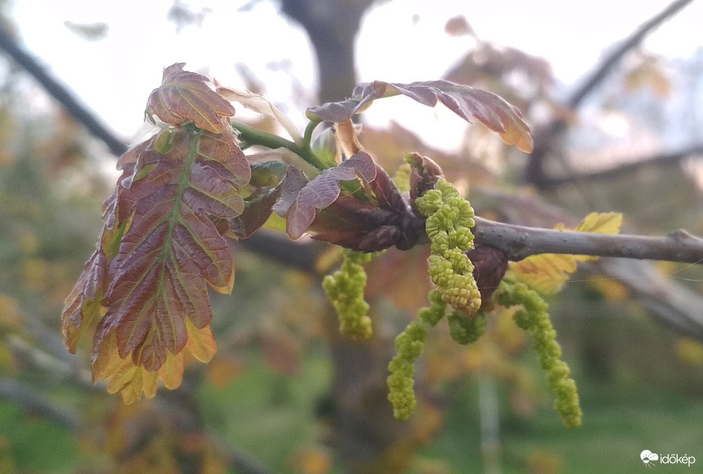 tölgyvirág