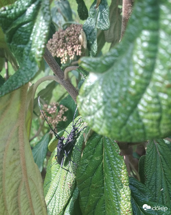 banditák a bangitán