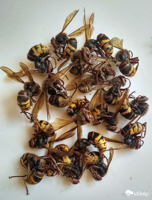 A tizenkilencek bandája 