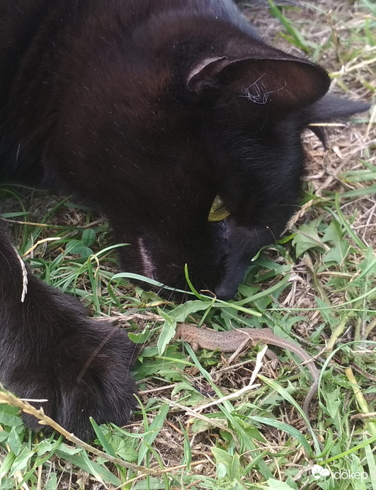 mai desszert: gyíkhús 