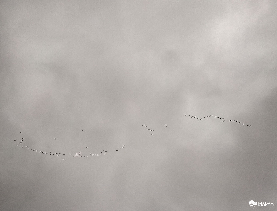 húznak mint a vadlibák 