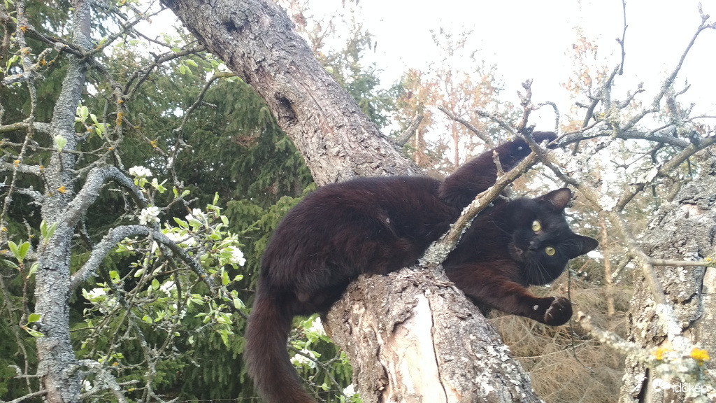 kivirágzott a macskafa 