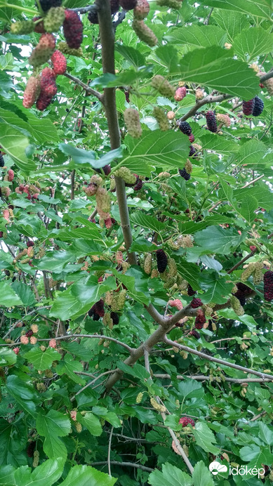 érik már a feketeeper 