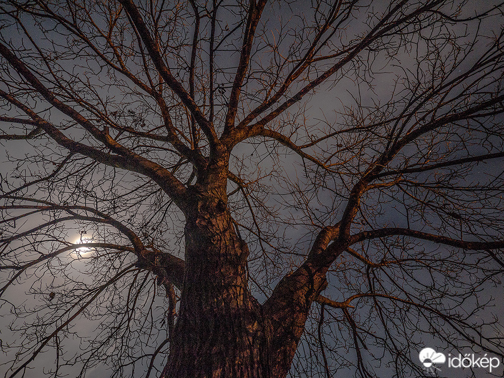 Diófám Holdfényben