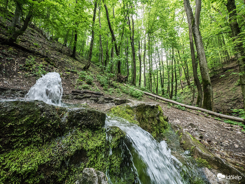 Friss forrásvizet tessék!