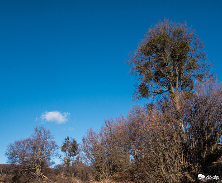 Fagyöngy kolóniák