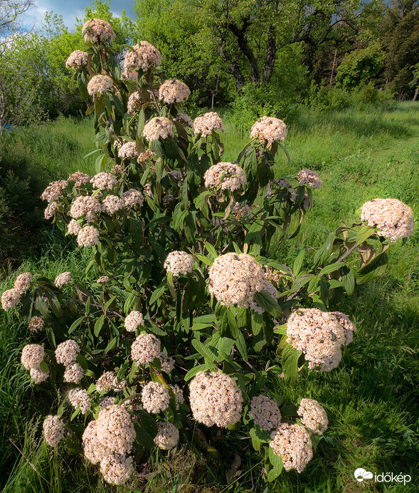 Bangita teljes pompájában