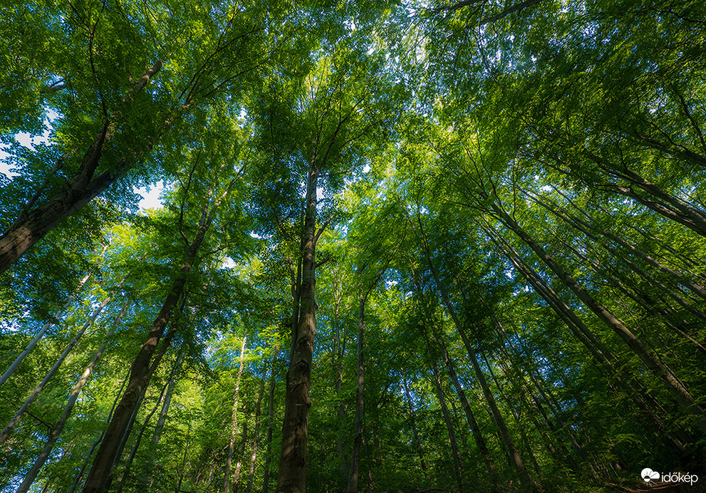 Pünkösdi bükkerdő