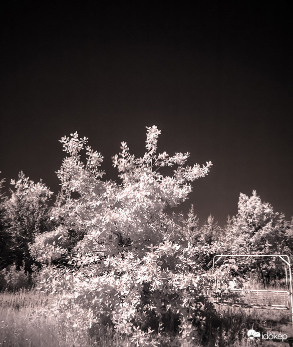 infravörös fényben