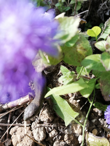 Vasárnapi délután