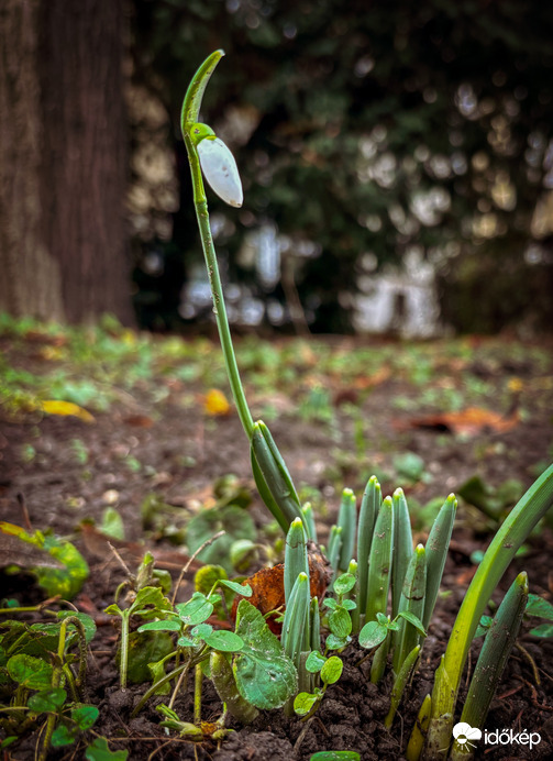 Karácsonyi Hóvirág 