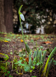 Karácsonyi Hóvirág 